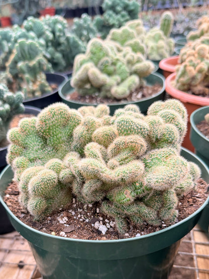 Cleistocactus Samaipatanus f. Cristata 8” Pot