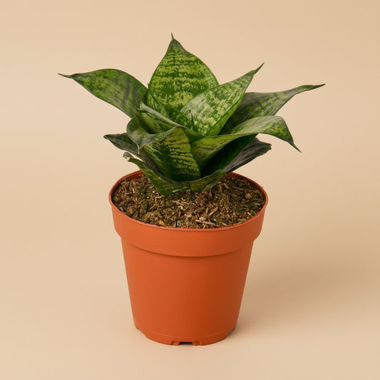 Snake Plant Black Robusta