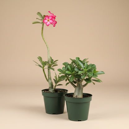 Desert Rose - Adenium Obesum