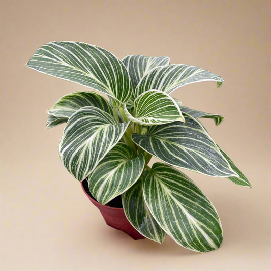 Philodendron White Measure