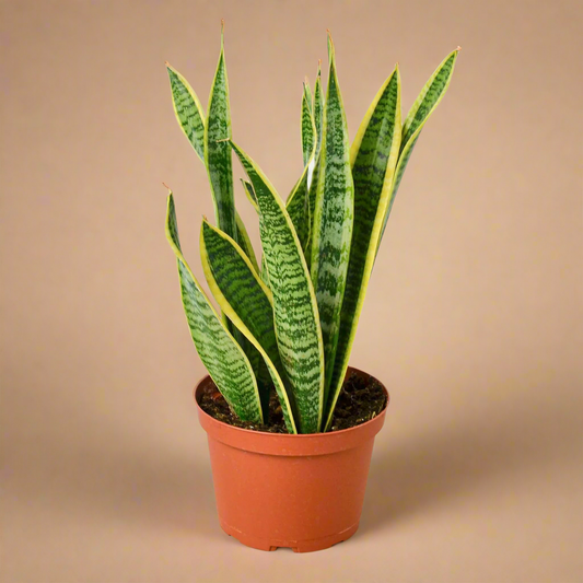 Snake Plant Laurentii