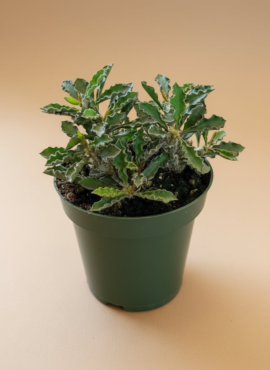 Euphorbia Decaryi - 4.5” pot on a beige background