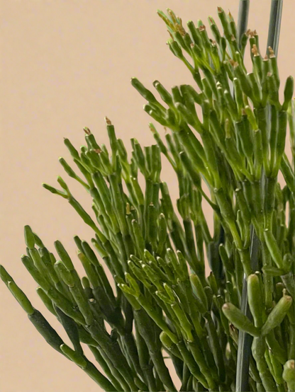 Dancing Bones Cactus - Hatiora Salicornioides