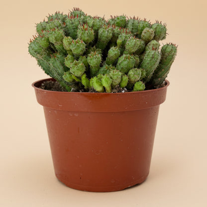 Euphorbia Monstrose | 6 inch | Euphorbia submammillaris