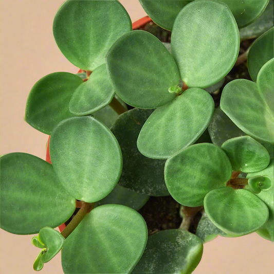 Peperomia 'Hope'