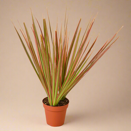 Dracaena Marginata ‘Colorama’