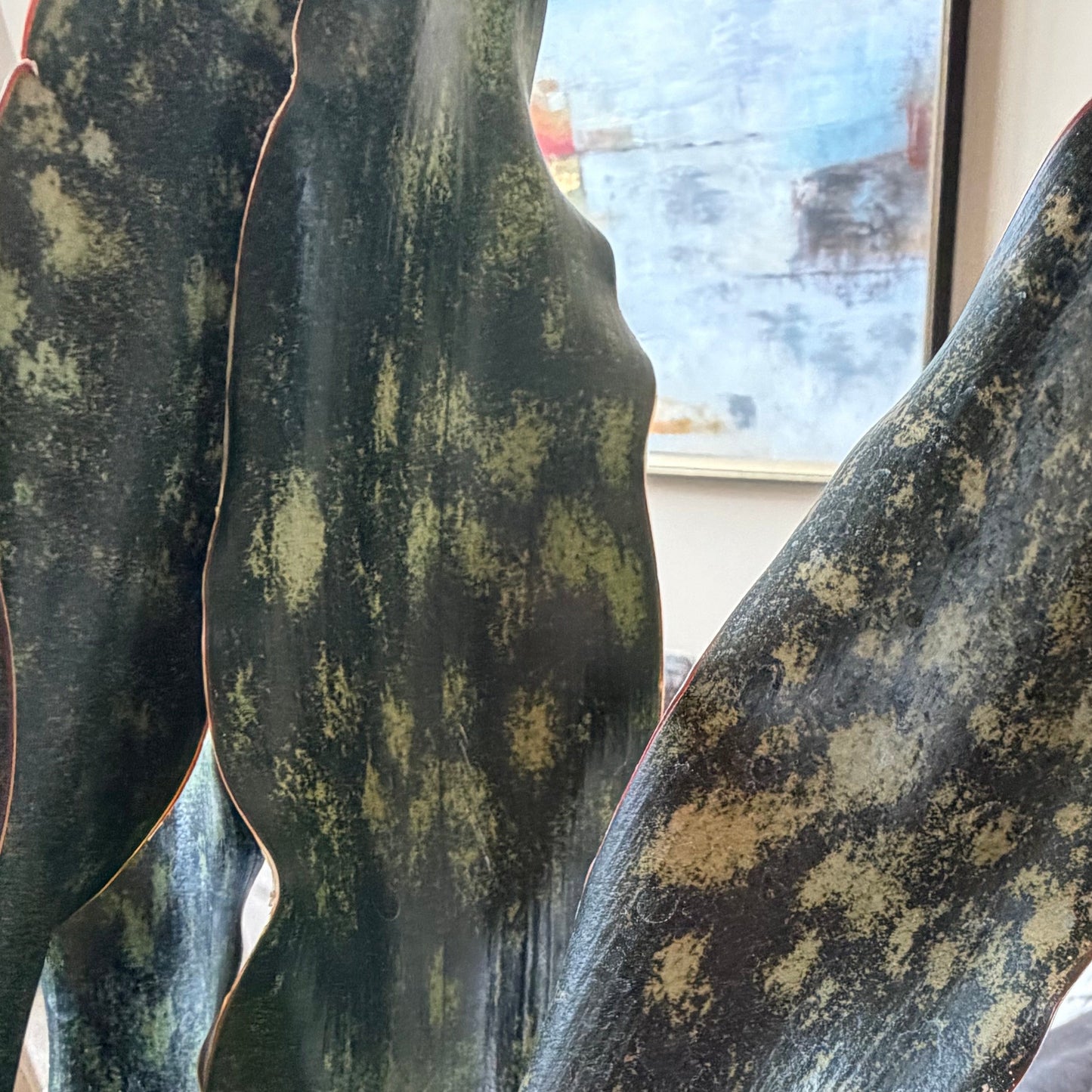 Sansevieria Coppertone Kirkii 8” Pot
