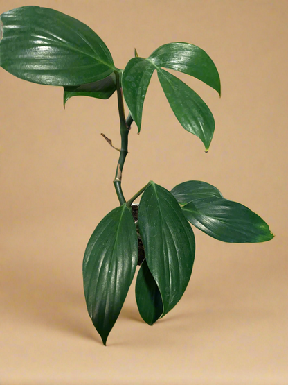4” Rhaphidophora Dragon’s Tail