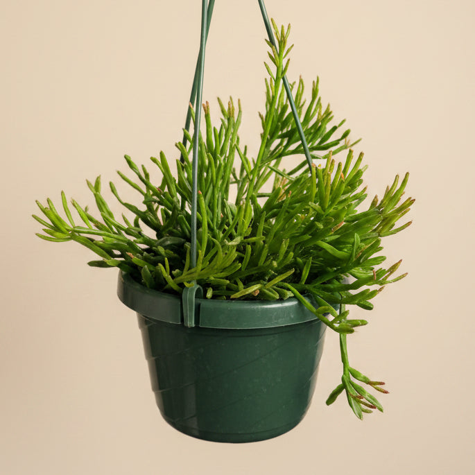 Rhipsalis ewaldiana, Mistletoe Cactus, 6” HB