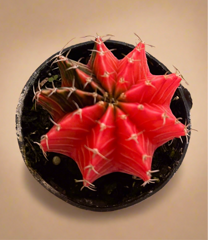 Gymnocalycium Mihanovichii Variegated Cactus