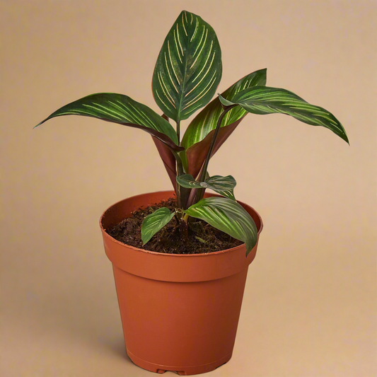 Calathea 'Beauty Star'