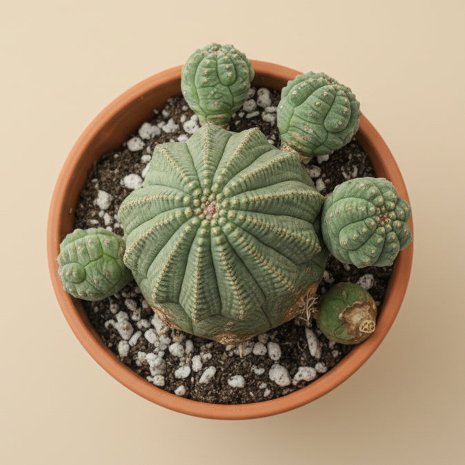Euphorbia Obesa Hybrid Baseball Cluster 4” pot