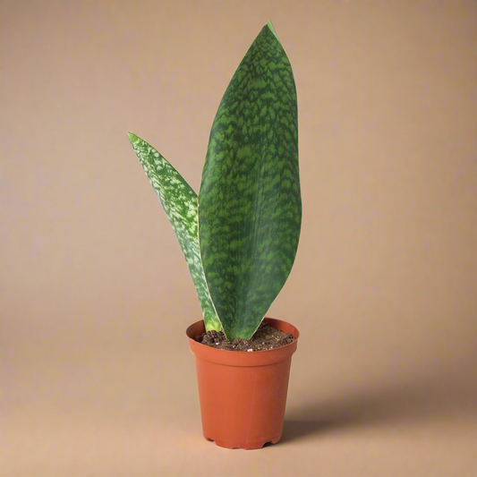 Whale Fin Snake Plant - Sansevieria Masoniana