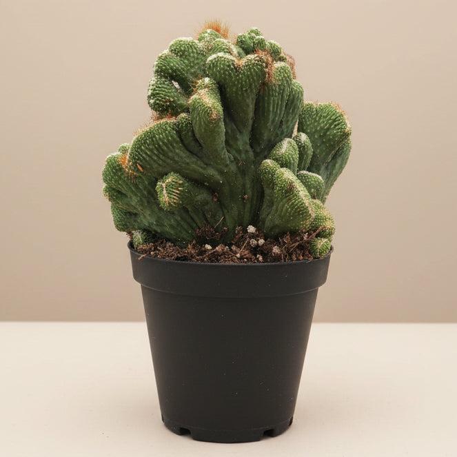 Cereus Coral Green 4.5” pot