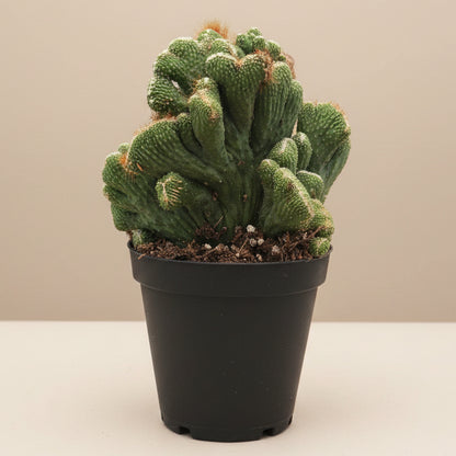 Cereus Coral Green 4.5” pot