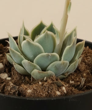 Echeveria Simulans 'Laguna Sanchez' 4.5” Pot