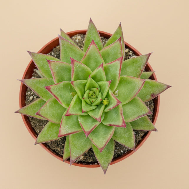 Red Lipstick Echeveria Agavoides 6 inch