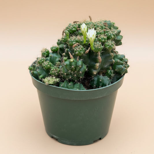 Gymnocalycium marsoneri subsp. matoense cv. Multiproliferum 8” pot