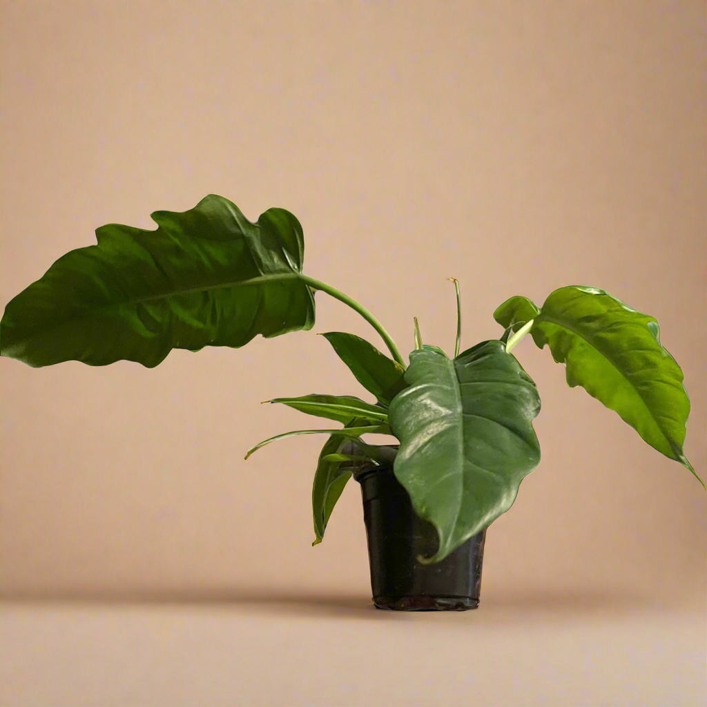 4” Philodendron ‘Jungle Boogie’