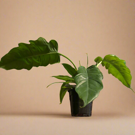 4” Philodendron ‘Jungle Boogie’