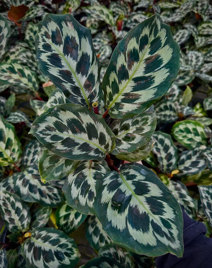 4” Calathea ‘Helen Kennedy’