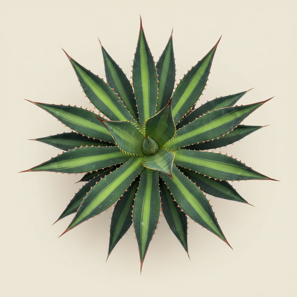 Agave lophantha splendida