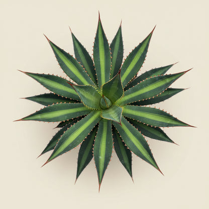 Agave lophantha splendida