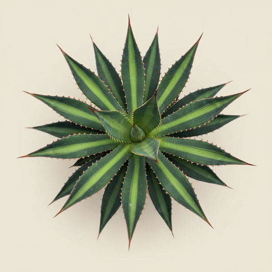 Agave lophantha splendida