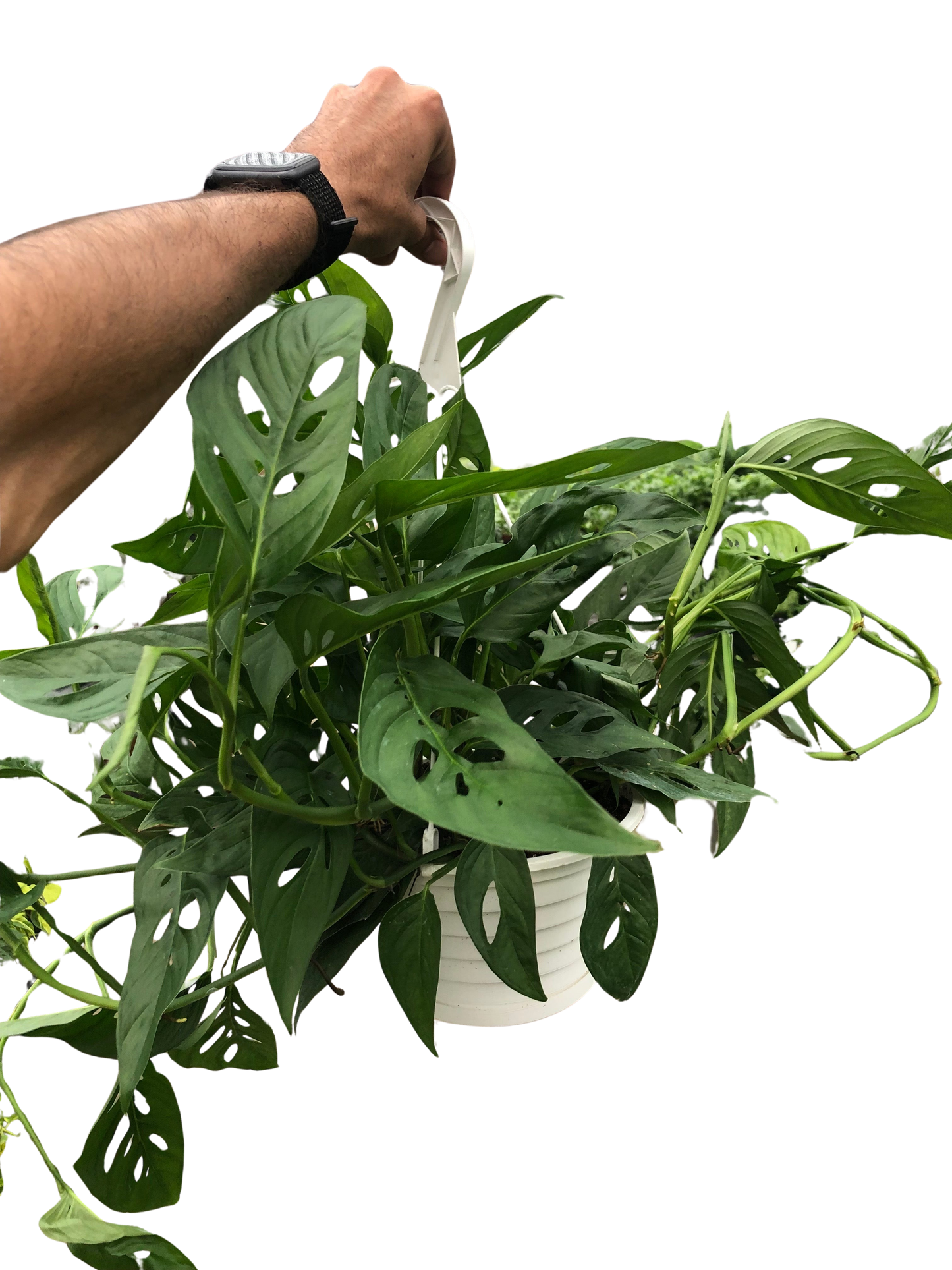 Monstera Adansonii 'Swiss Cheese'