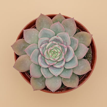 Echeveria Agavoides ‘Salmon’ | 6 inch