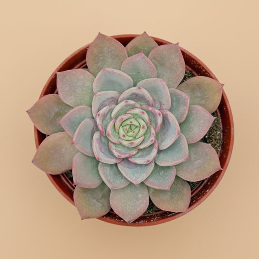 Echeveria Agavoides ‘Salmon’ | 6 inch