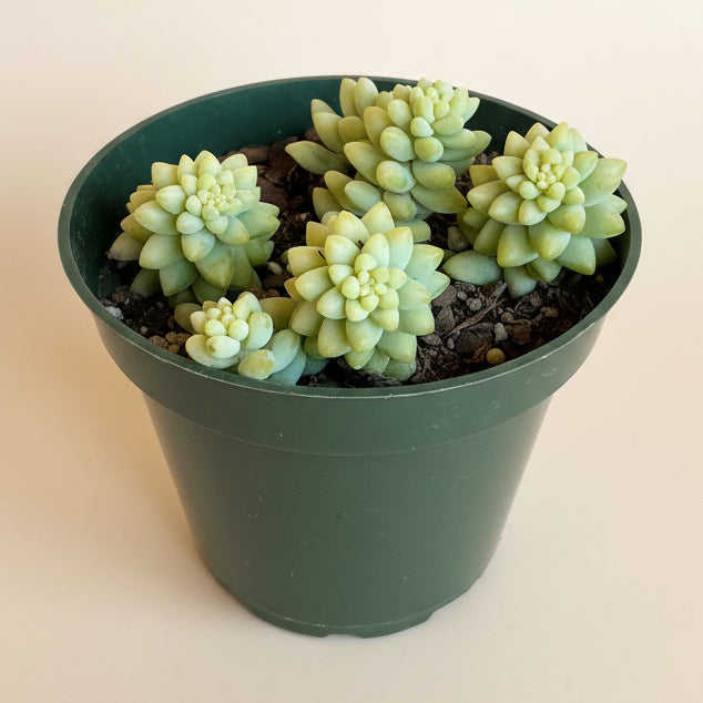 Burro's-Tail (Sedum Morganianum)- 4.5” pot