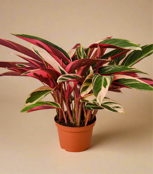 Stromanthe Triostar