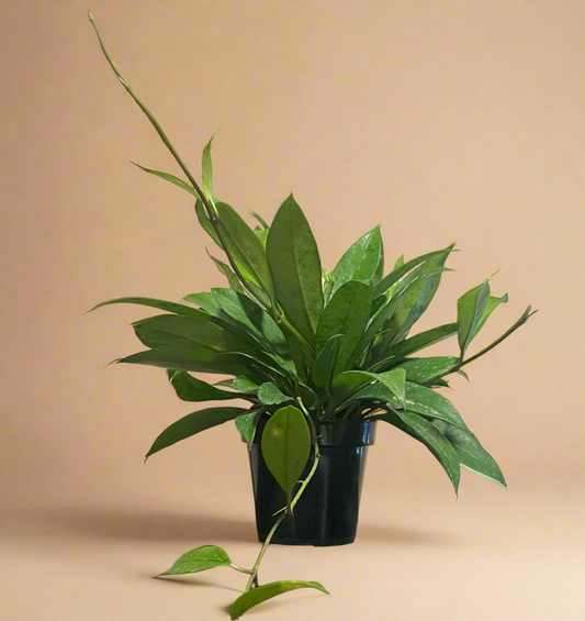 4.5” Hoya Pubicalyx