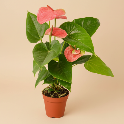 Anthurium 'Pink'