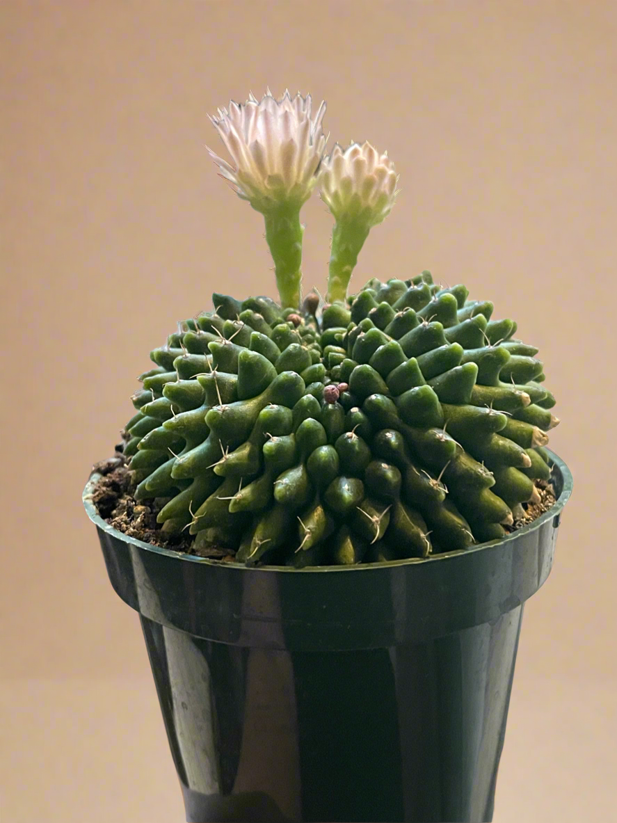 4.5” Gymnocalycium mihanovichii Inermis Cristata ‘Spineless’
