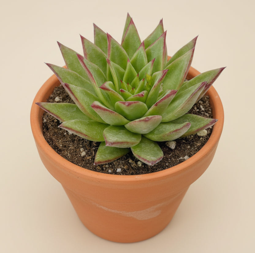 Red Lipstick Echeveria Agavoides 6 inch