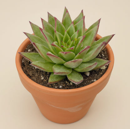 Red Lipstick Echeveria Agavoides 6 inch
