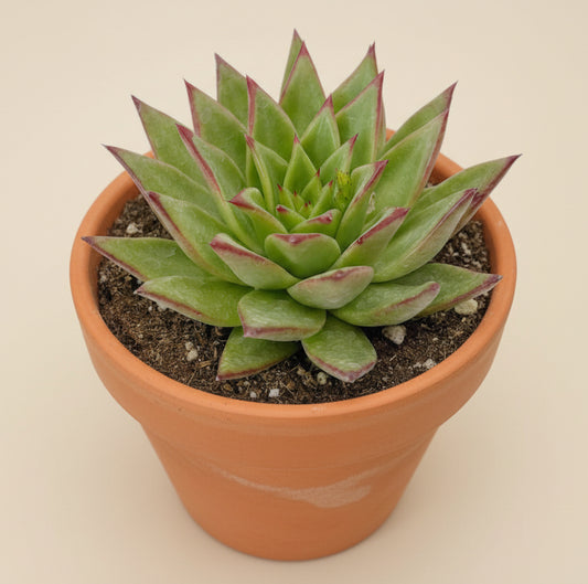 Red Lipstick Echeveria Agavoides 6 inch