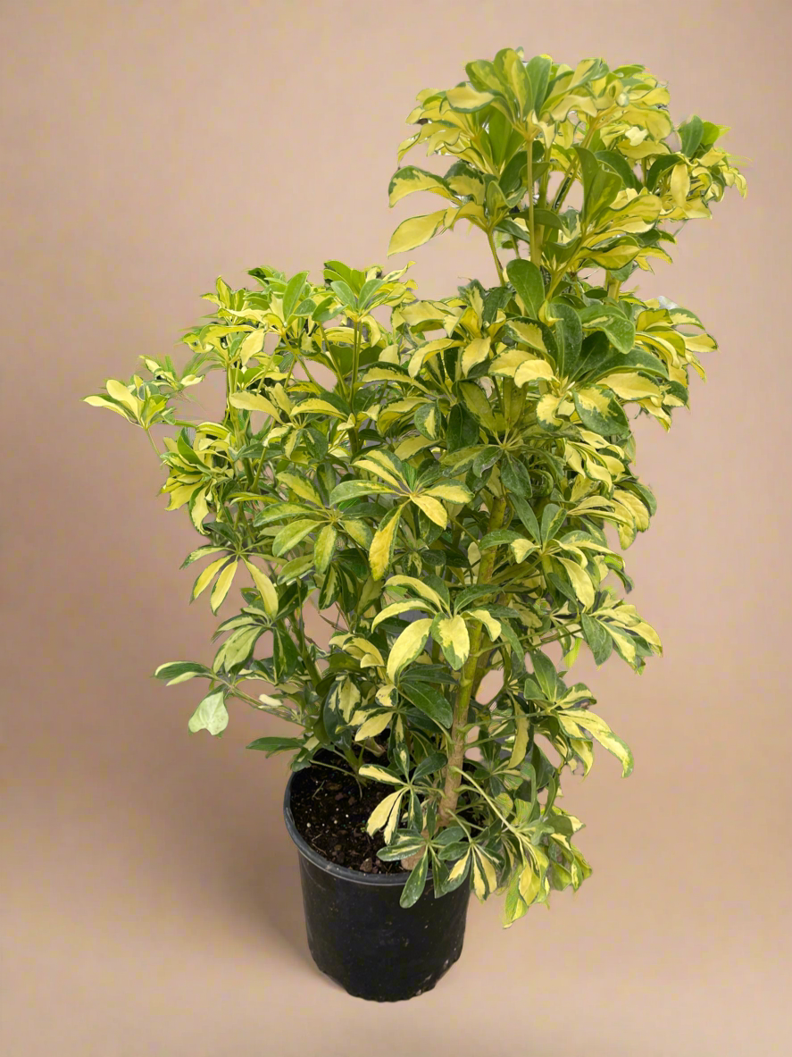 Schefflera Variegated Dwarf Umbrella Tree