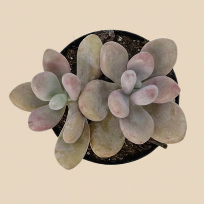 Pink Moonstones | 2.5 inch | Pachyphytum Oviferum