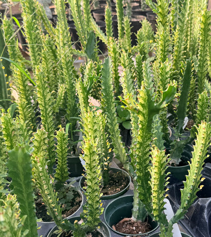 Euphorbia Trigona ‘Mint Creme’ - 4.5” pot
