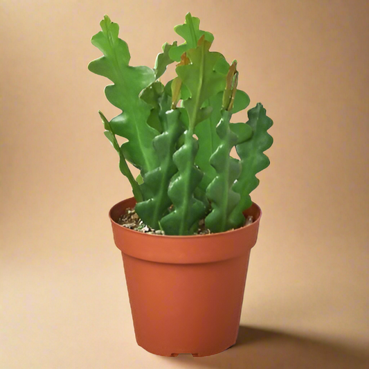 Epiphyllum 'Ric Rac' Cactus
