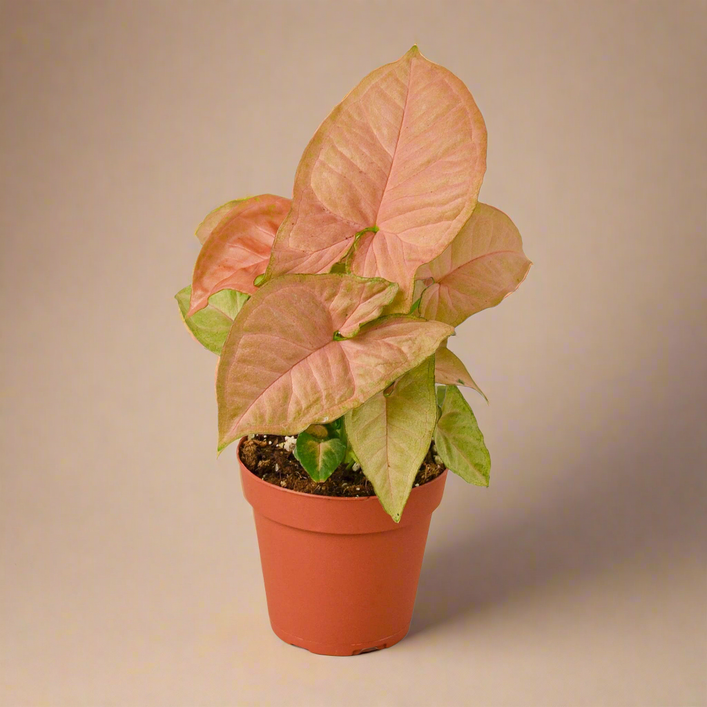 Syngonium Strawberry