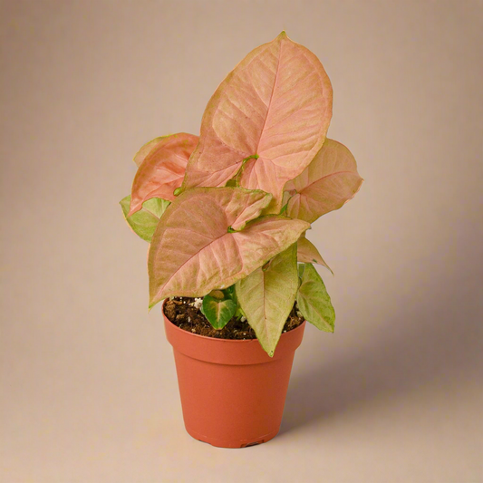 Syngonium Strawberry
