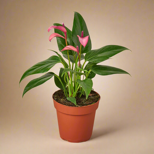 Anthurium 'Purple'