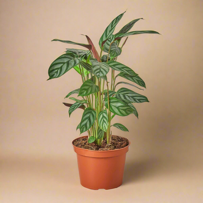 Calathea 'Grey Star'