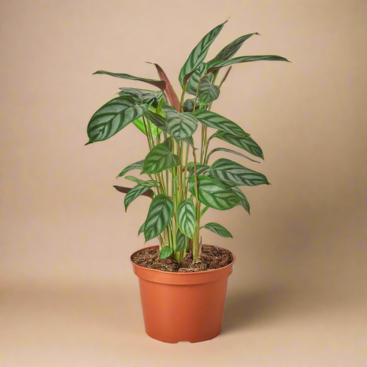 Calathea 'Grey Star'