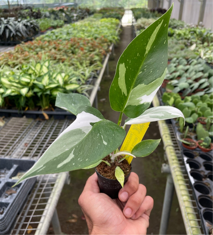 Philodendron 'White Princess'