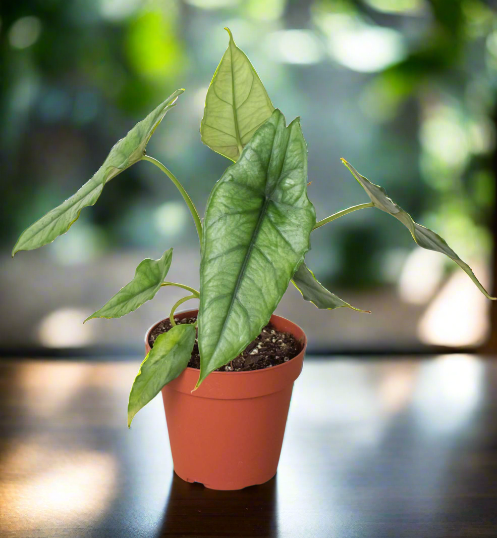 Alocasia Heterophylla - Dragons Breath